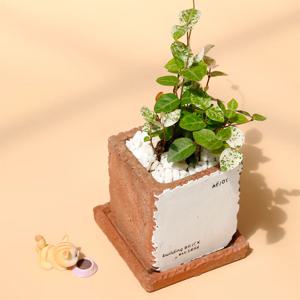 초설 다육식물 미니 빈티지 브릭시멘트 소형화분
