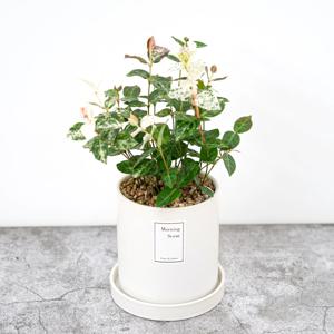 초설_베이직 세라믹 화분 실내공기정화식물