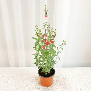 체리세이지 핫립 허브 식물 꽃모종 야생화