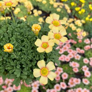 아프리콧크림 사랑초 소형 꽃모종 야생화 관엽식물 플랜테리어