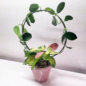 호야 아이비 넝쿨 덩굴식물 지주대 스킨답서스 원형 지지대