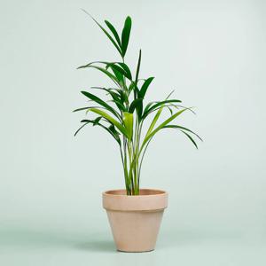 아레카야자_이태리토분 바소 인테리어식물 실내공기정화식물
