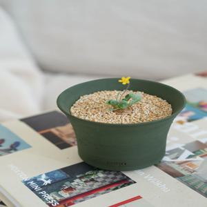 '괴근식물' 오소나 카카리오이데스 + 자근팟 1호 구성