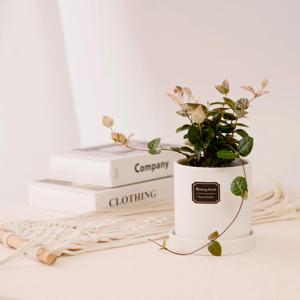 초설_무광 원형 화분 실내공기정화식물 소형식물