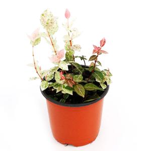 초설(오색마삭줄)_소형기본포트 실내공기정화식물