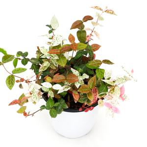 초설(오색마삭줄)_중형기본포트 실내공기정화식물