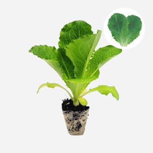 청상추 진청맛 2개 상추 모종 쌈채소 텃밭 채소 튼튼한 모종