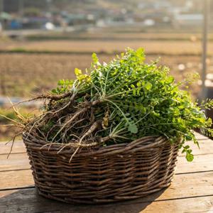 국내산 제철 냉이 봄나물 국용 무침용 신선채소 세척 냉이