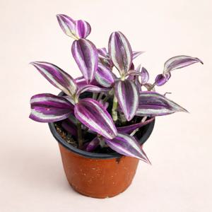 핑크 파라다이스 10cm 공기정화식물 관엽 희귀 플랜테리어