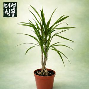 드라세나 마지나타 그린 소형 대성식물