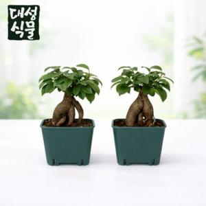 인삼팬더 미니 2개입