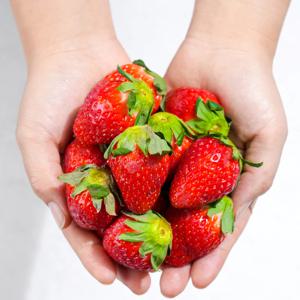 익산조공 탑마루 비타킹 / 금실딸기 (1kg) 비타민딸기 비타딸기 꿀딸기