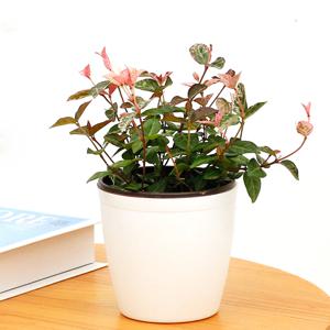 초설(오색마삭줄) 소형 화이트 커버분 실내공기정화식물