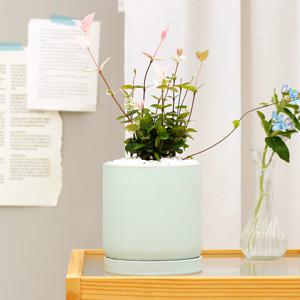 초설 set 민트골지화분 실내공기정화식물 소형화분