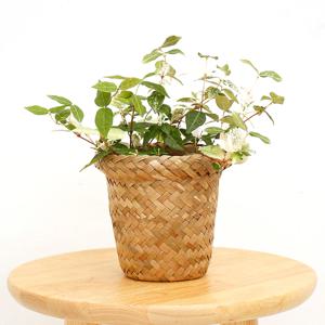 초설 오색마삭줄 라탄커버분 관엽식물 실내공기정화식물 소형식물