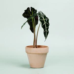 거북알로카시아_이태리토분 바소 인테리어식물 실내공기정화식물