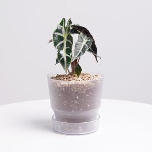 [단독] 거북알로카시아 다즐링팟 클리어 실내공기정화식물 소형