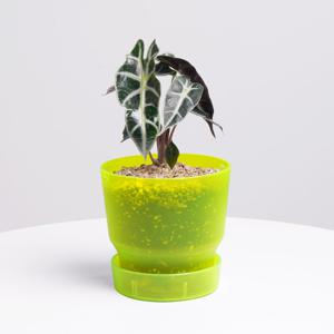 [단독] 거북알로카시아 다즐링팟 형광연두 실내공기정화식물 소형