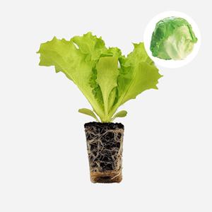 유레카 양상추 2개 상추 모종 쌈채소 샐러드 샌드위치 텃밭 채소 튼튼한 모종