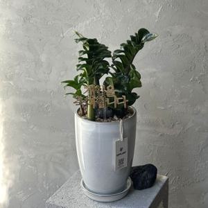 보석금전수 고급화분 승직축하 개업화분 돈나무 공기정화식물 실내식물