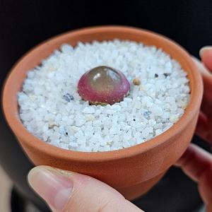 토분에 심은 부르게리 꽃피는 성체 딸기다육 희귀 코노피튬 반려식물 키우기 미니토분-황토