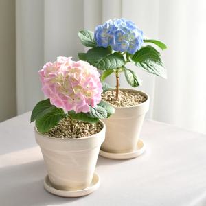 수국 생화 수국모종 식물키우기 화분 인테리어