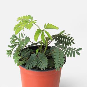 미모사 소형 야생화 신경초 다년초 꽃모종