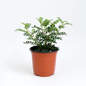 산초 나무 싱그러운 소형 식물 모종