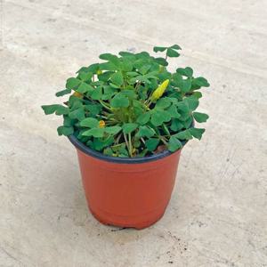 로바타 사랑초 싱그러운 소형 식물 모종