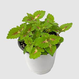 콜레우스 워터멜론 싱그러운 소형 식물 모종