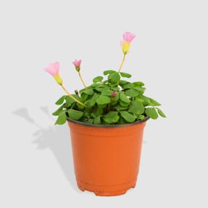 폼폼 사랑초 소형 싱그러운 식물 모종