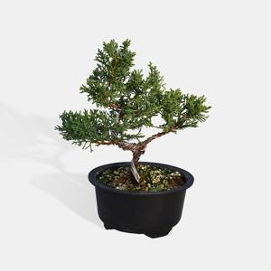 진백 소형 향나무 미니분재 피톤치드 반려식물