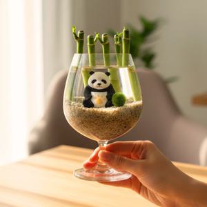 국산 마리모 키우기 반려 식물 DIY세트 판다의 행운 한 잔