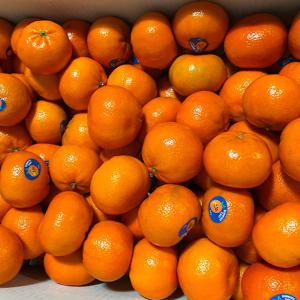신선한 새콤달콤 수입귤 만다린오렌지1kg10과내외