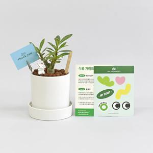 석화 공기정화식물 원형 세라믹 화분 세트