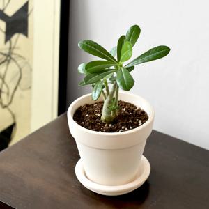 석화 크림 화이트토분 식재 받침세트