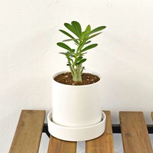 석화나무 원형 세라믹화분 식재 받침세트