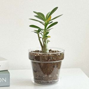 석화나무 유리화분 식재 받침세트