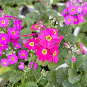 마라고데스 소형 야생화 모종 층층앵초 봄꽃 화초키우기