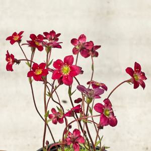 운간초 삭스프라가 소형 꽃모종 야생화 봄꽃 화초키우기