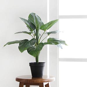 알로카시아 블랙 pot(50cm)