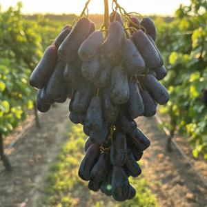 블랙사파이어포도 수입포도 가지포도 아삭한 포도 ~800g 수량선택