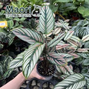 칼라데아 화이트스타 희귀식물 키우기쉬운 실내식물 플랜테리어