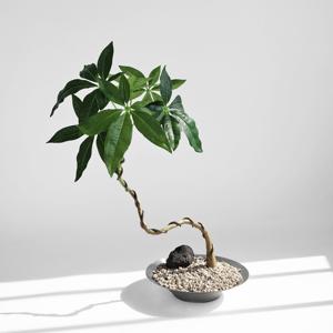 밑둥 파키라 (Pachira aquatica) 조화