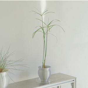 시페루스 - pot 130