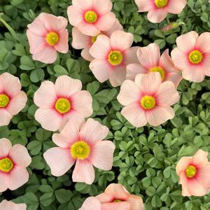 루즈문 사랑초 소형 꽃모종 야생화 관엽식물 플랜테리어