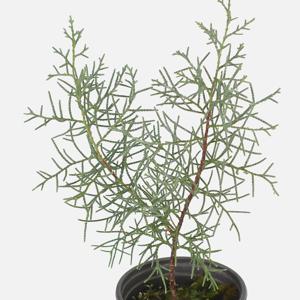 블루아이스 소형 조경수 향나무 피톤치드 크리스마스트리 정원수