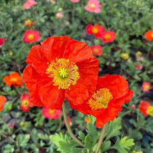 꽃양귀비 소형 야생화 모종 봄꽃 화초키우기