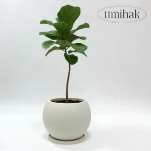 스톤볼 플라스틱 화분 거실화분 인테리어 개업식 카페 집들이 대형 인테리어식물 플분