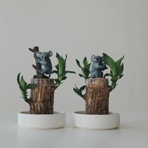 코알라 행운목 수경재배 식물 세트 천연가습기 플랜테리어